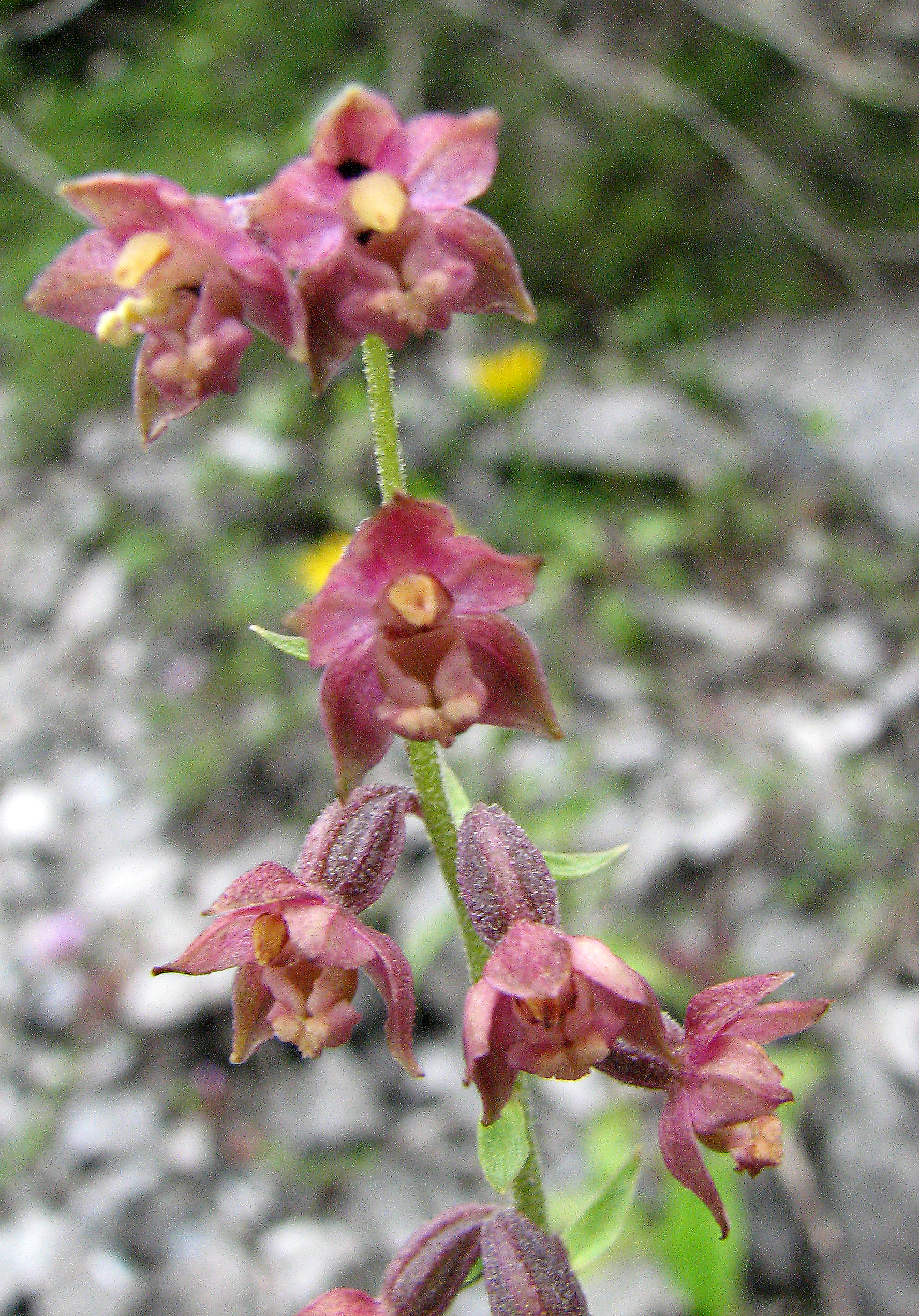 Braunrote Stendelwurz