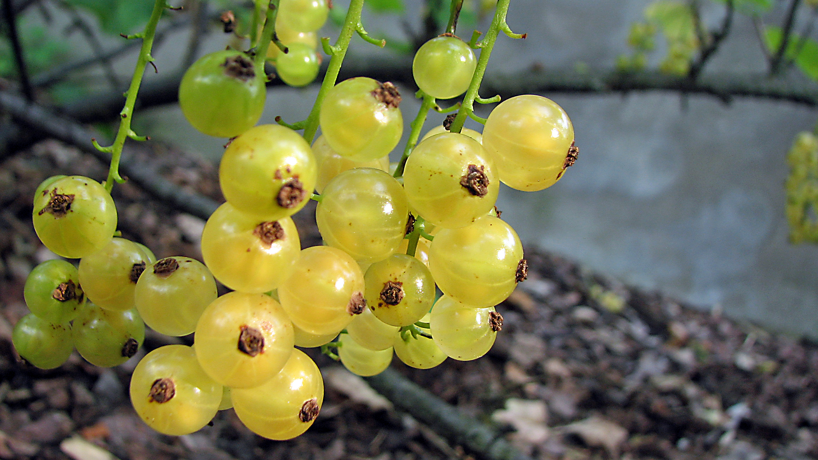 Johannisbeeren