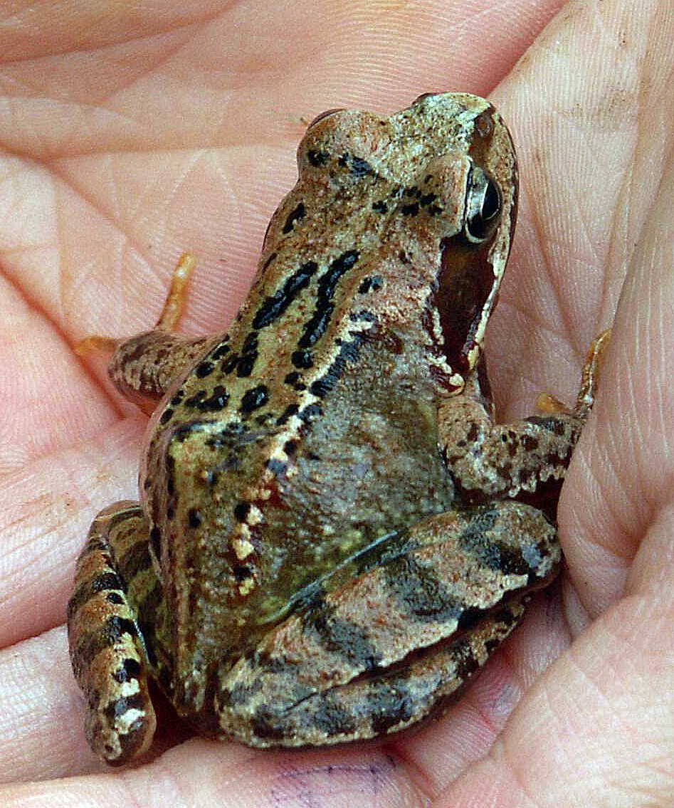 <p>Der <em>Grasfrosch</em> hat kleinere Nacktschnecken zum Fressen gern..</p>