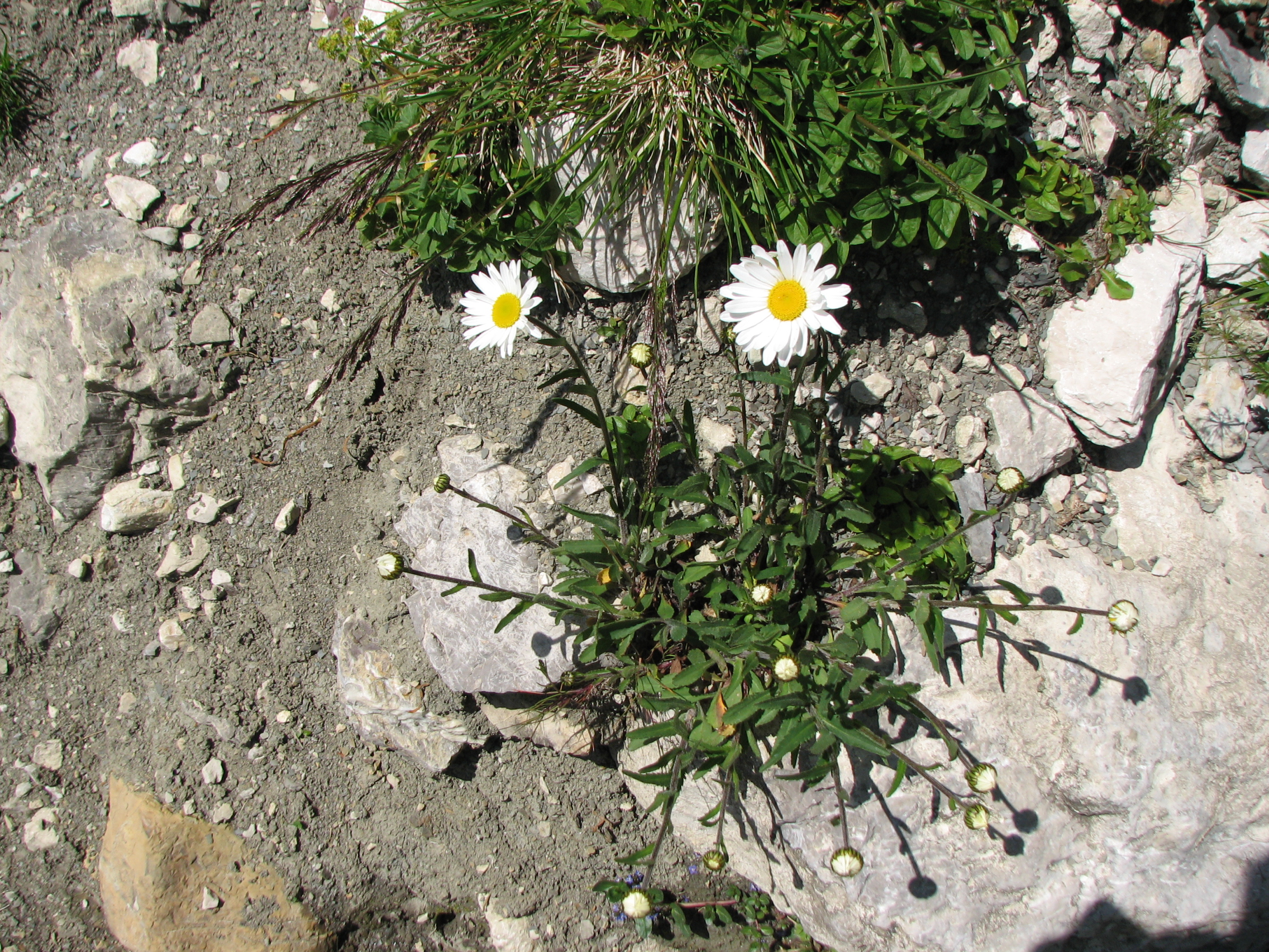 Margerite