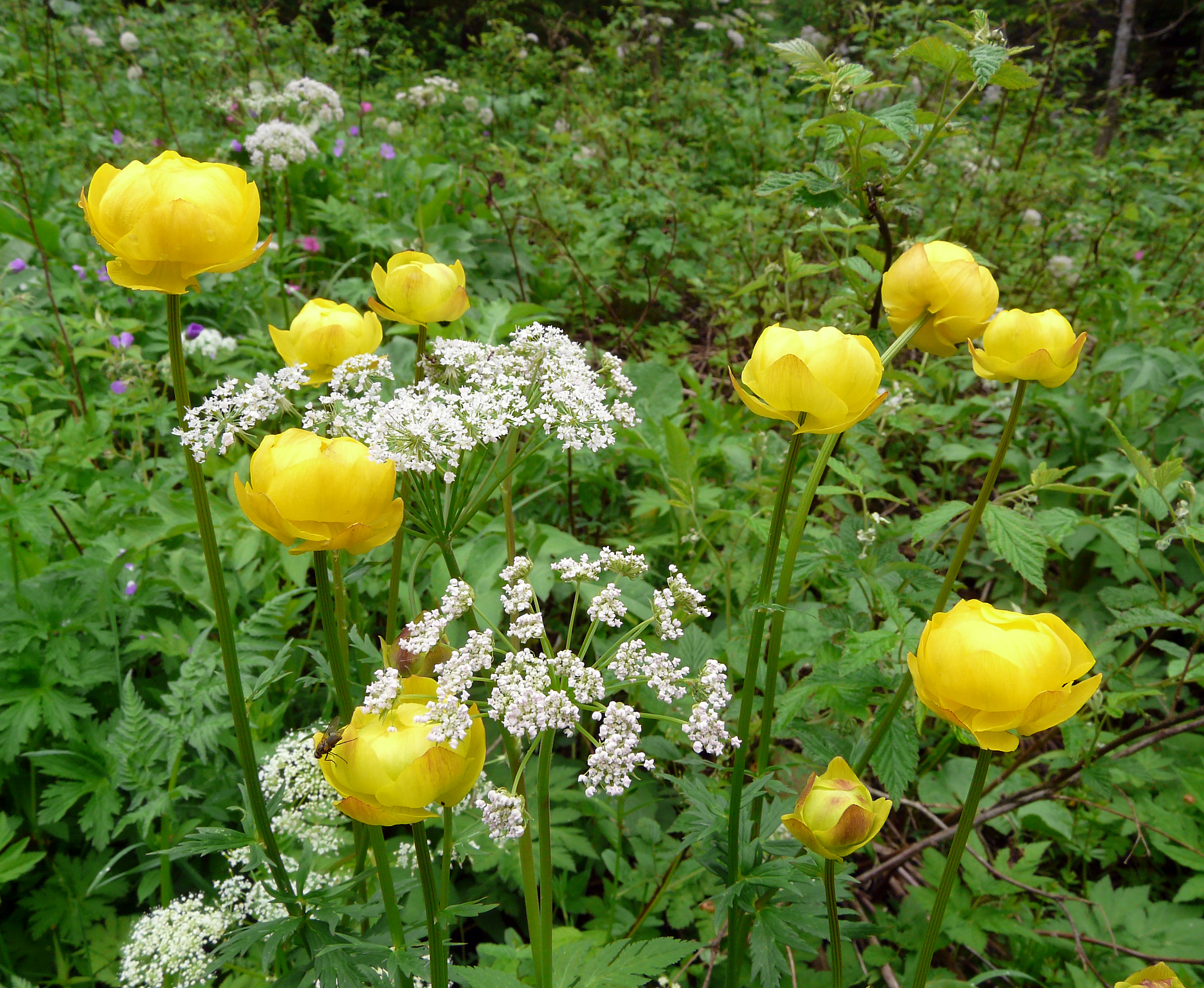 Trollblume