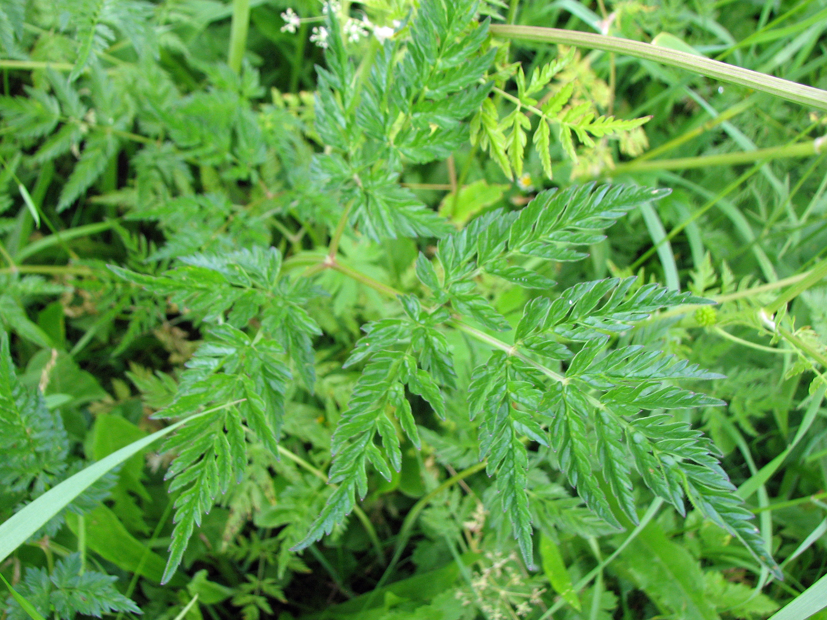Wiesenkerbel