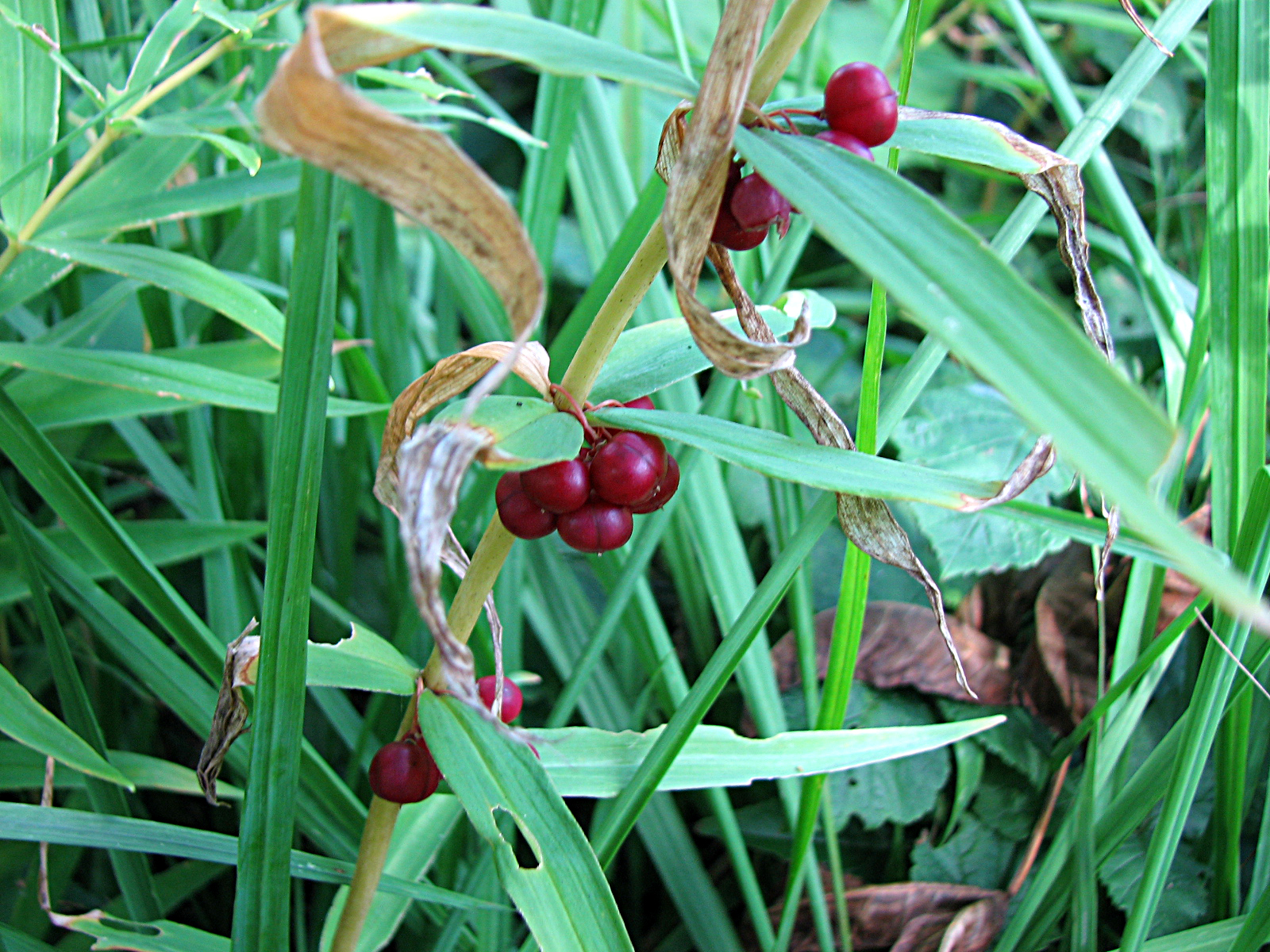 Quirlblättrige Weißwurz