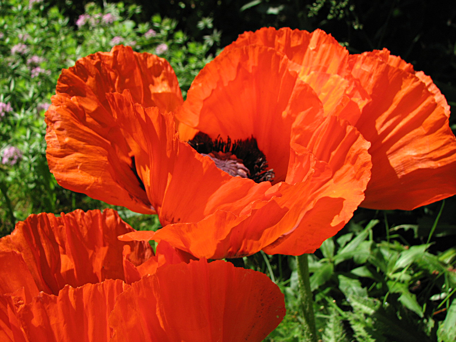 Türkischer Mohn