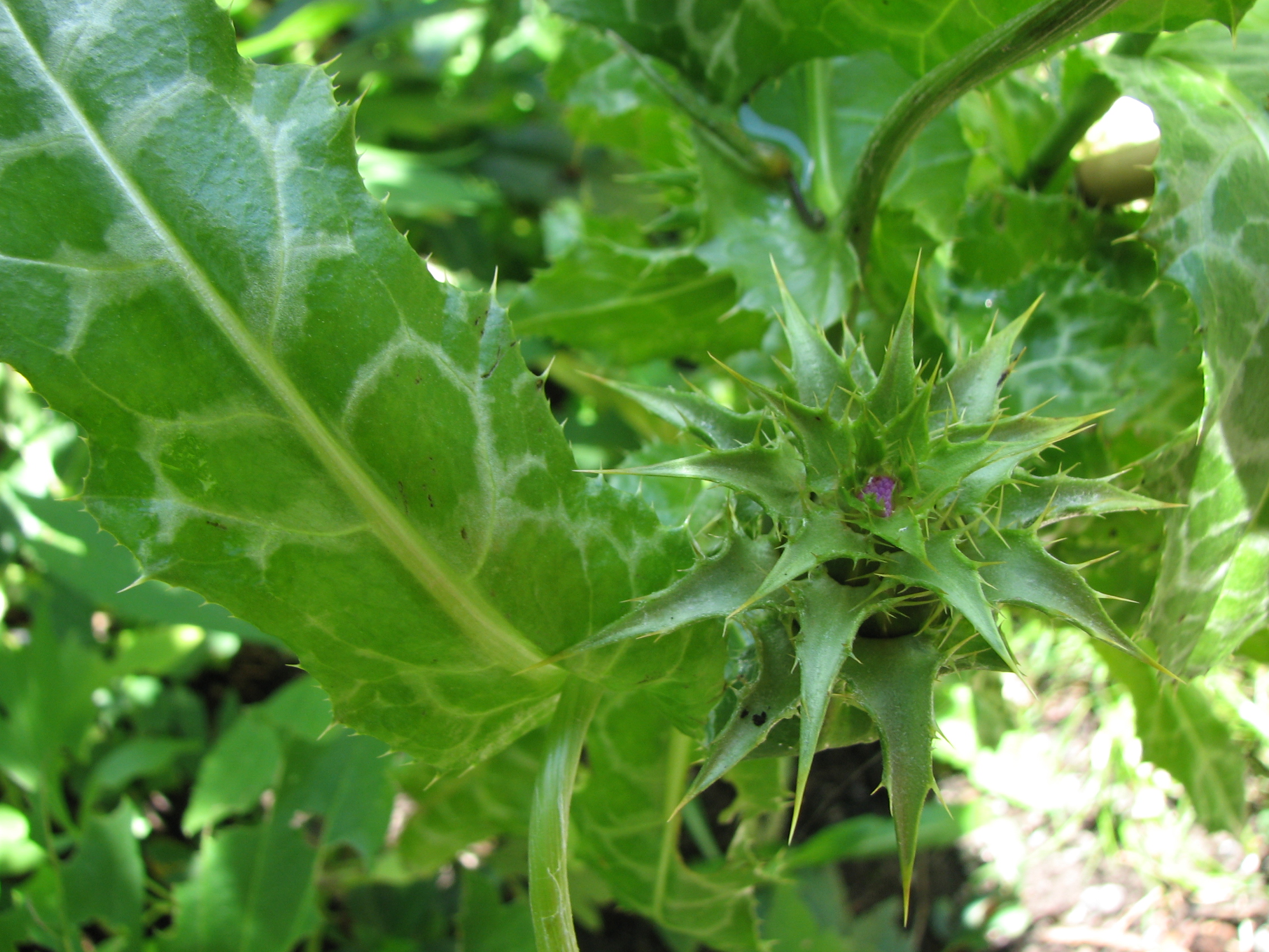 Mariendistel