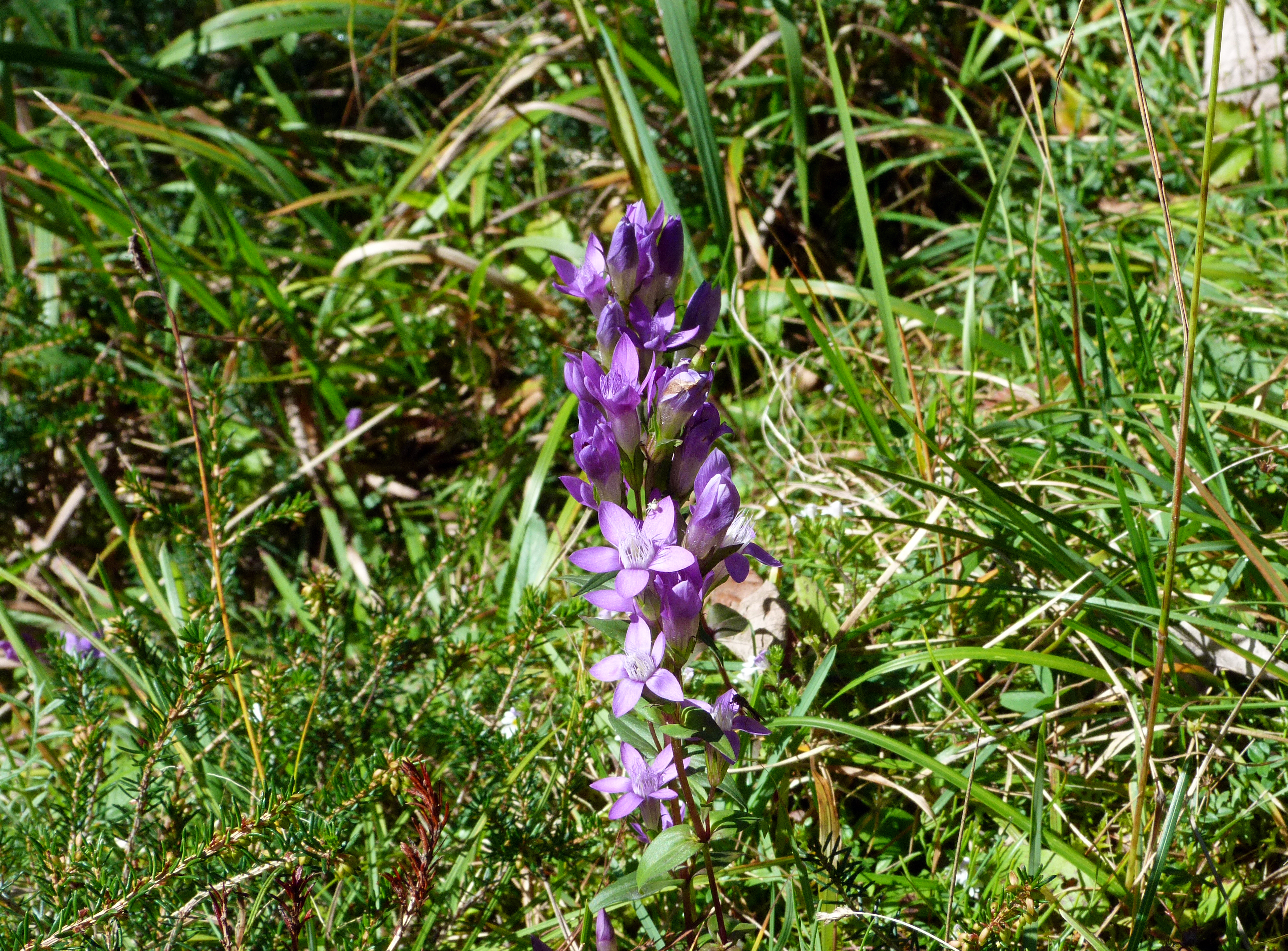 Deutscher Fransenenzian