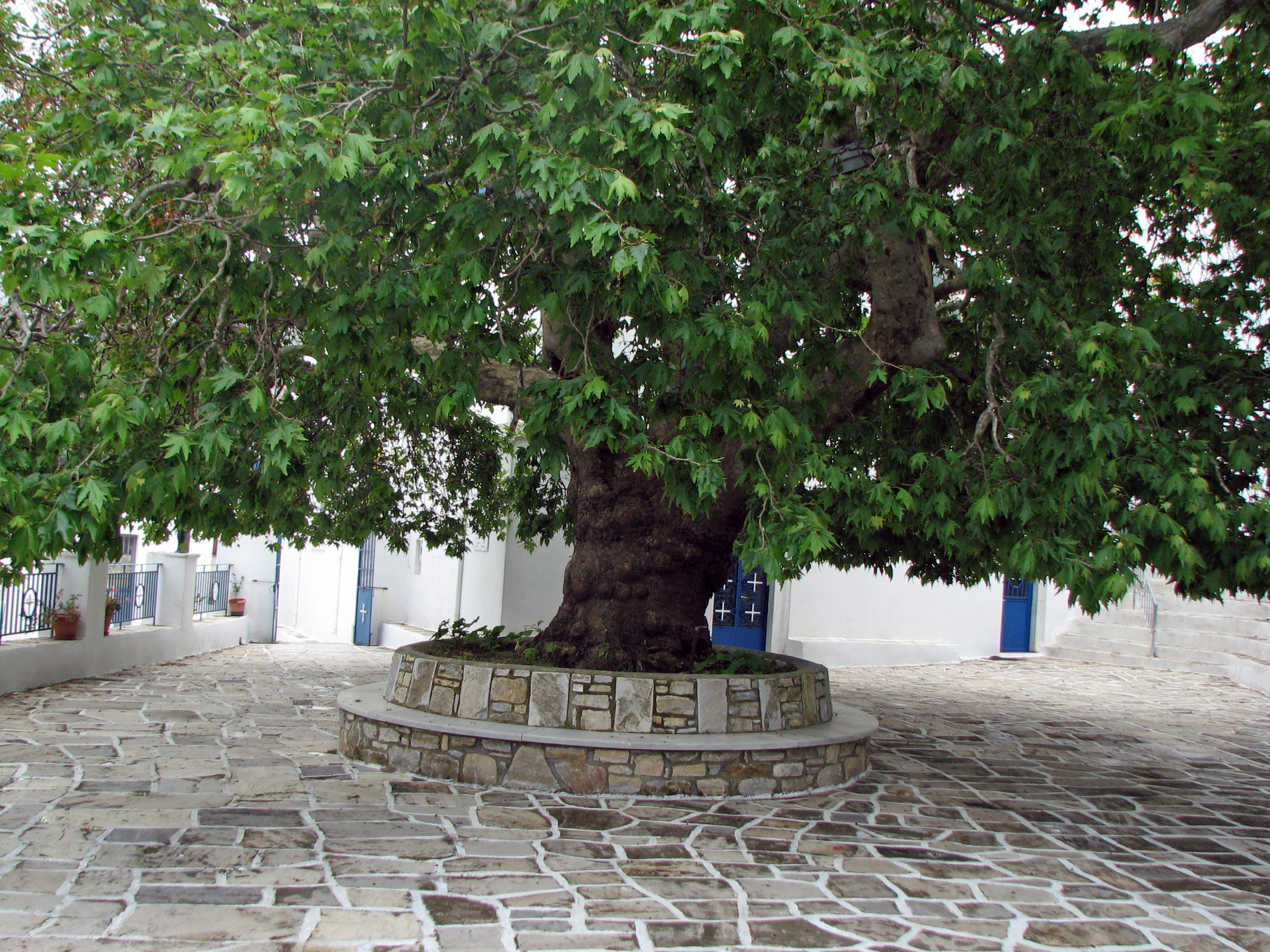 Morgenländische Platane