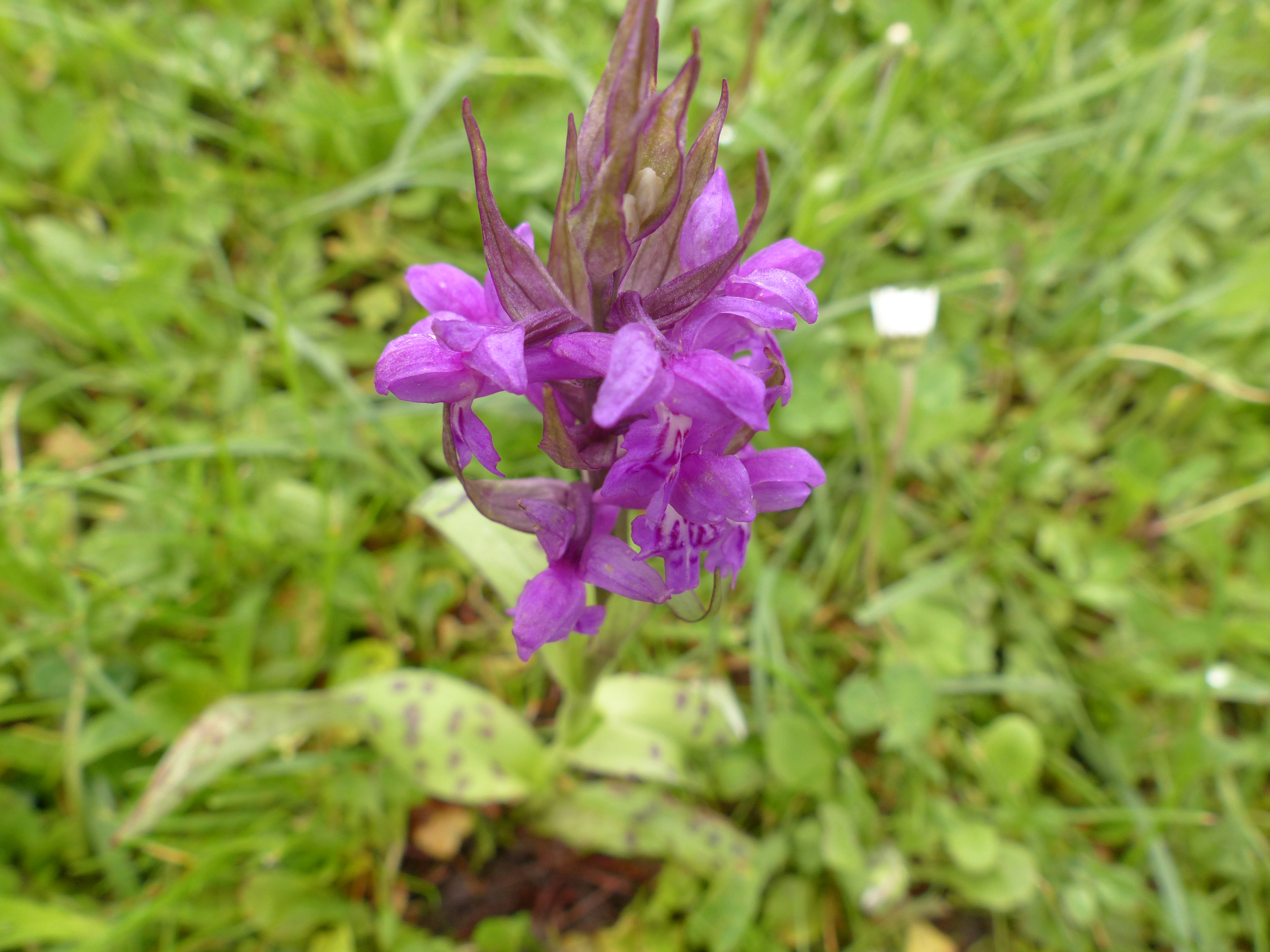 Breitblättrige Fingerwurz