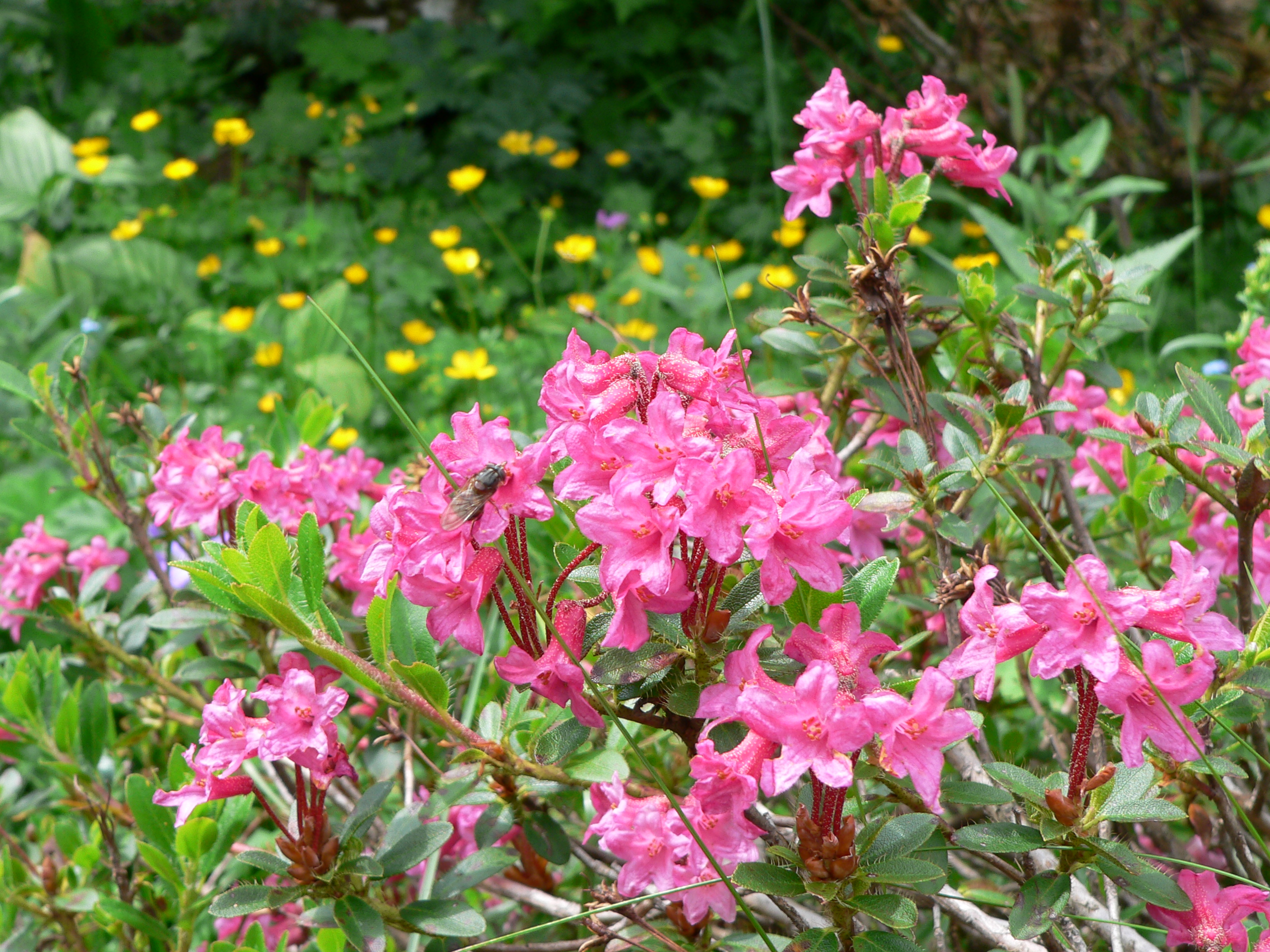 Bewimperte Alpenrose