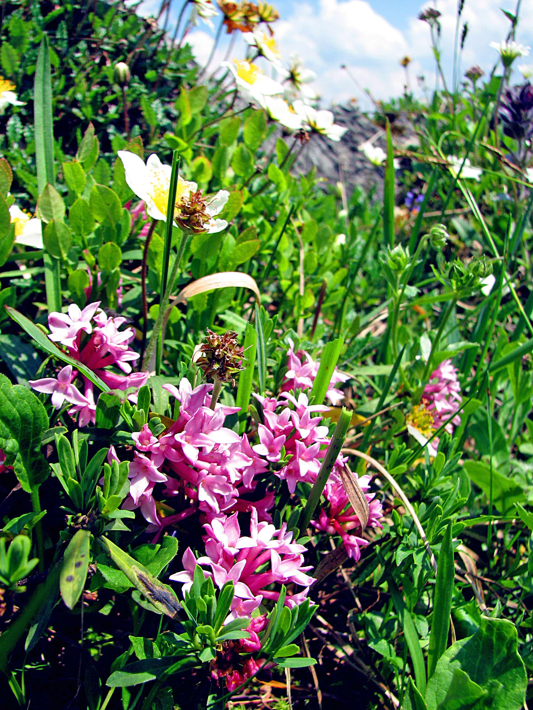 Steinröschen