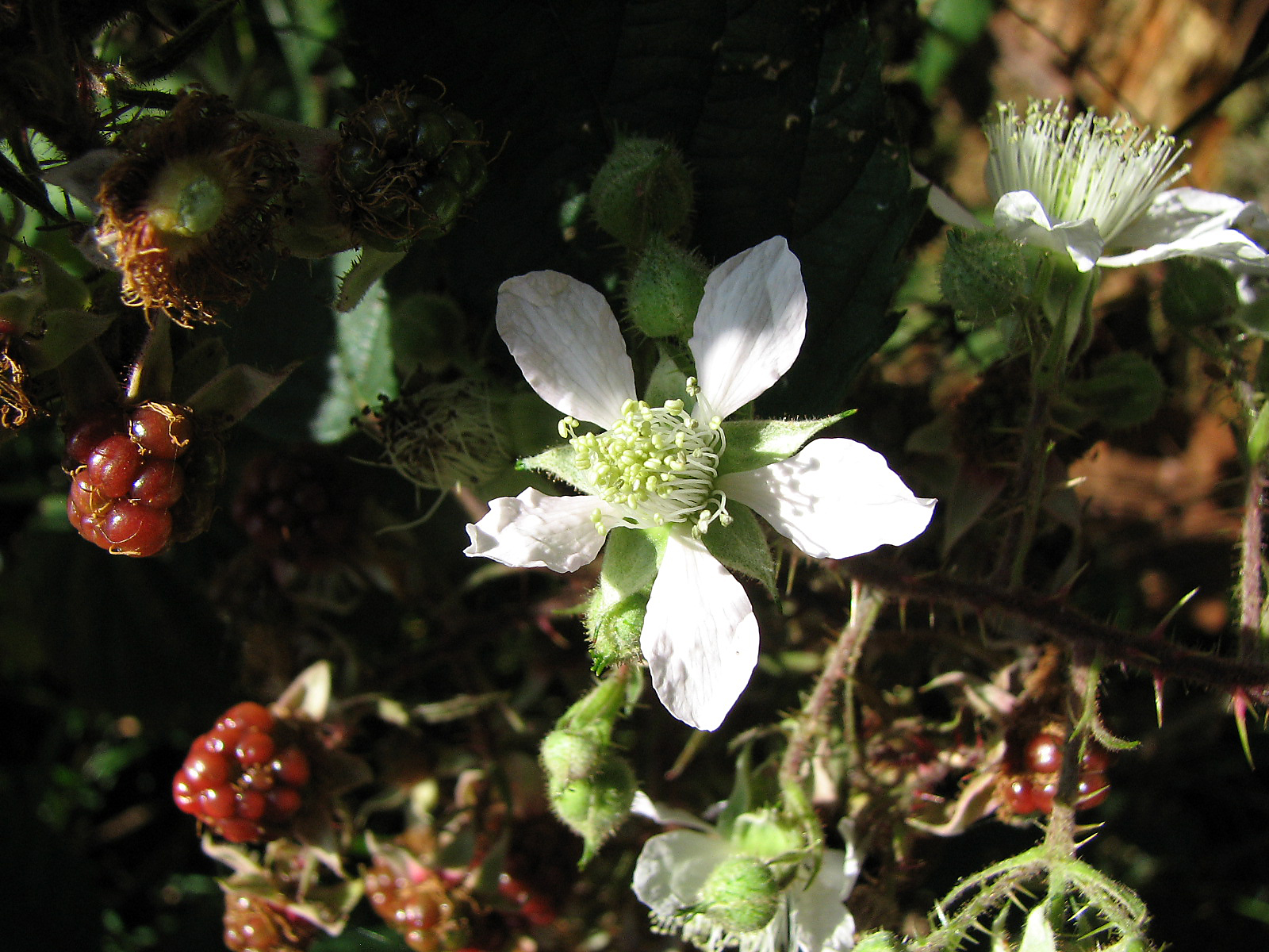 Brombeere