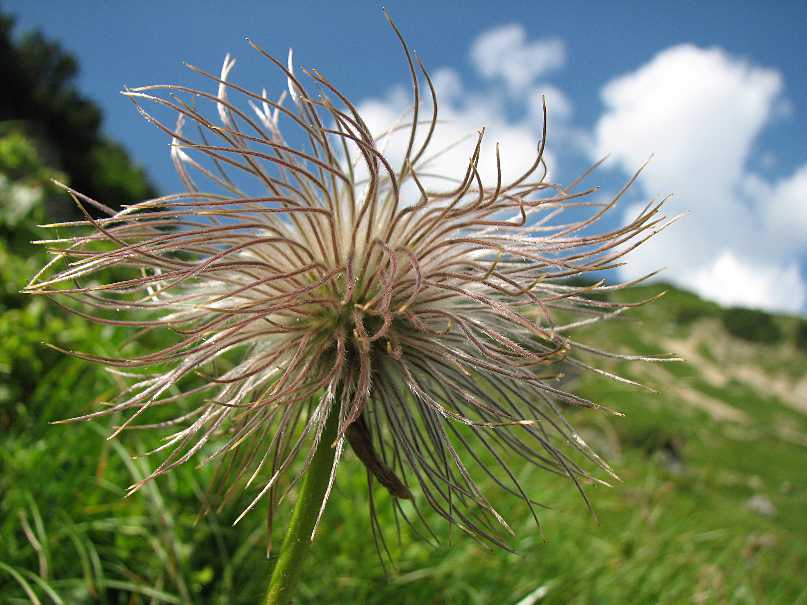 Alpenanemone