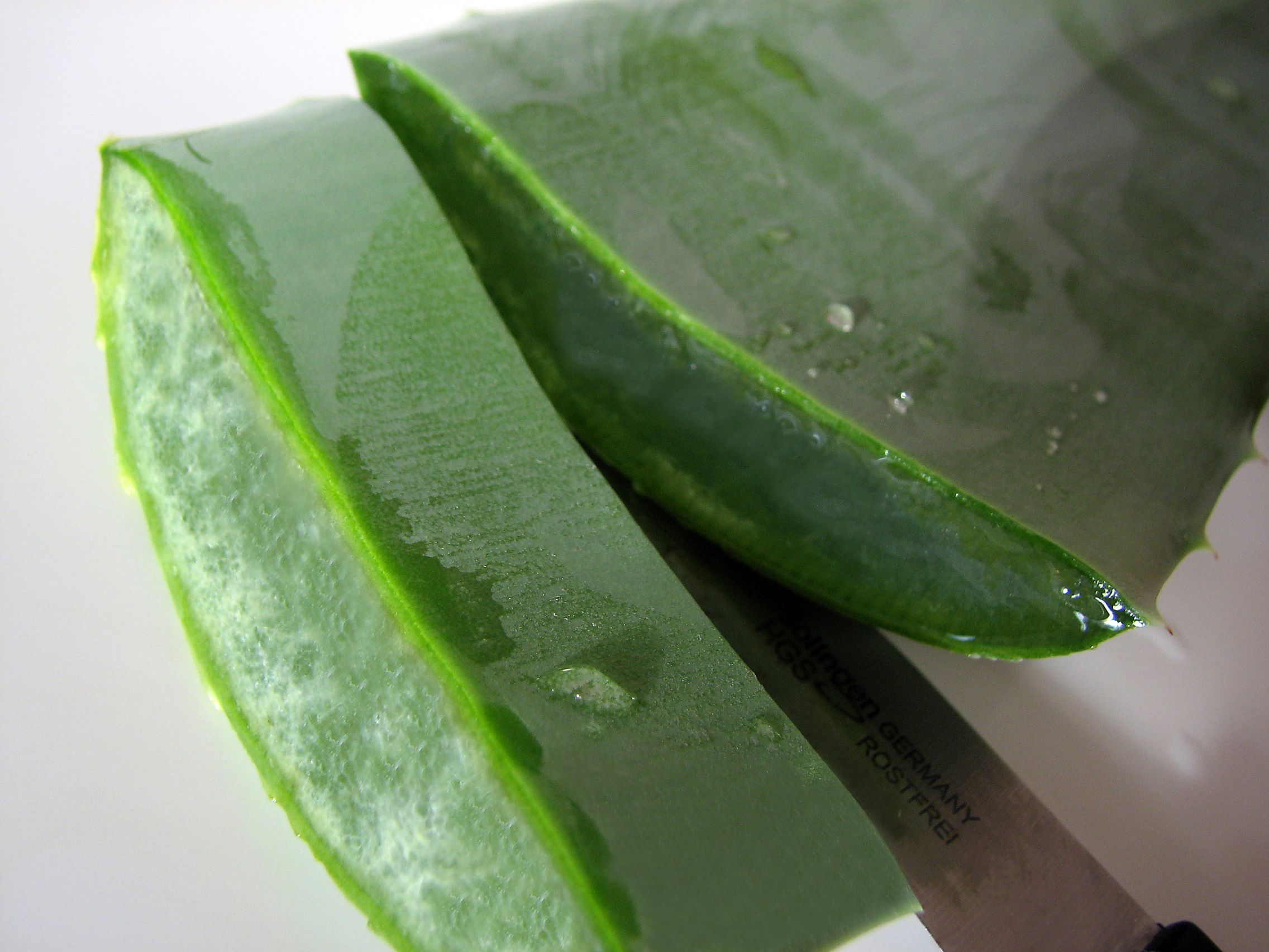 Aloe vera-Gel, frisch, schnell!