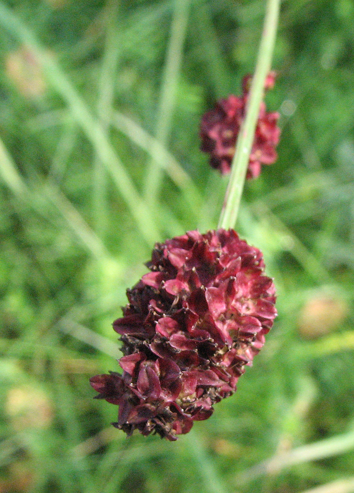 Großer Wiesenknopf