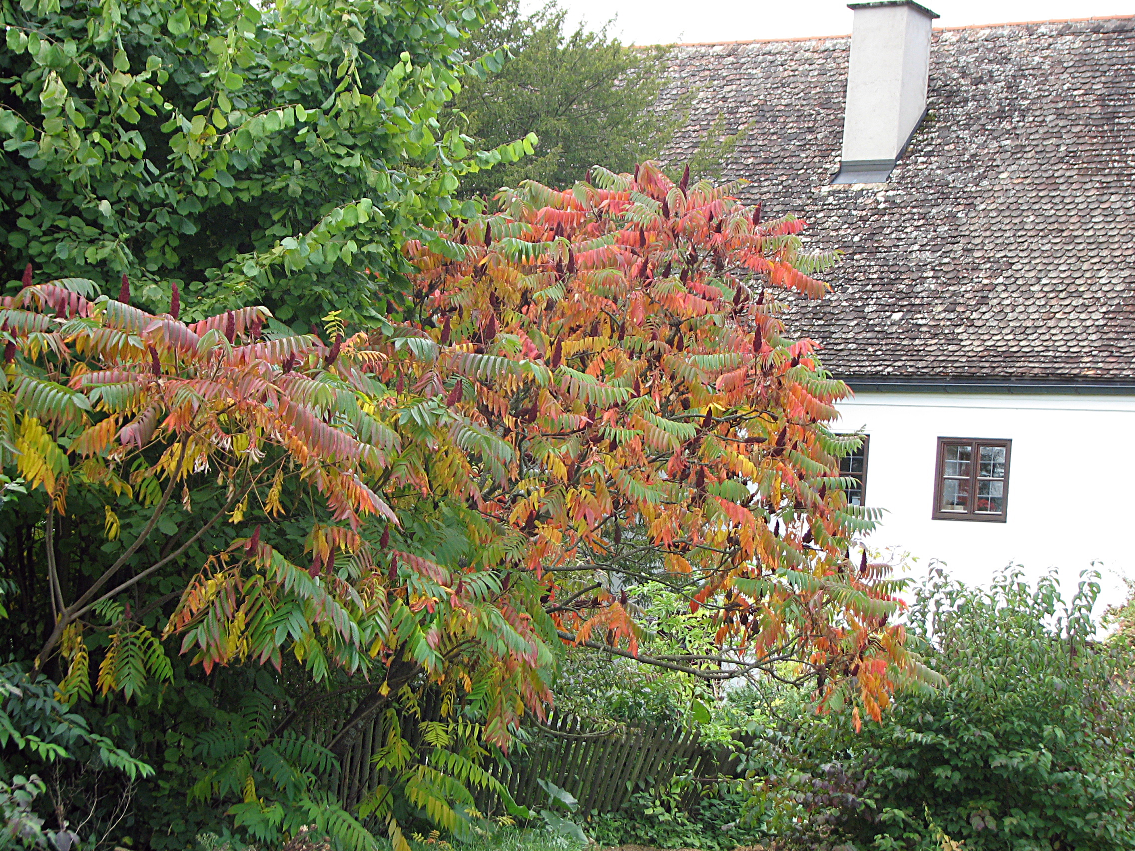 Essigbaum