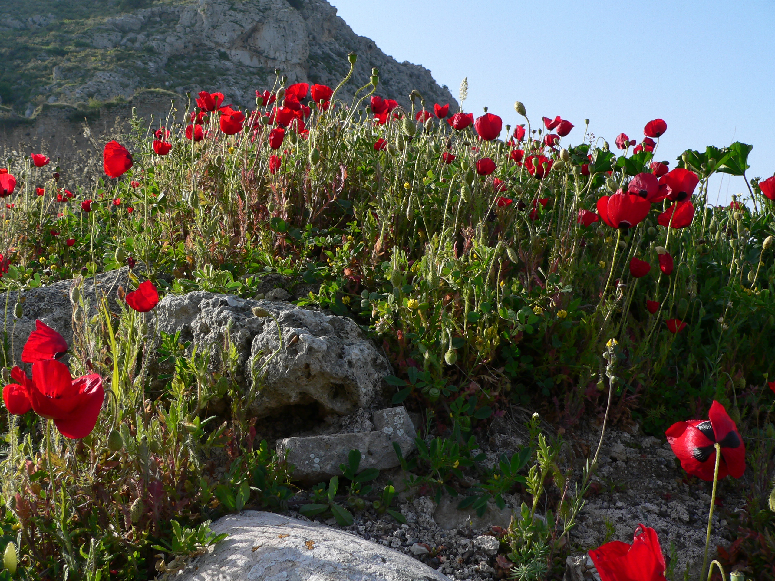 Klatschmohn