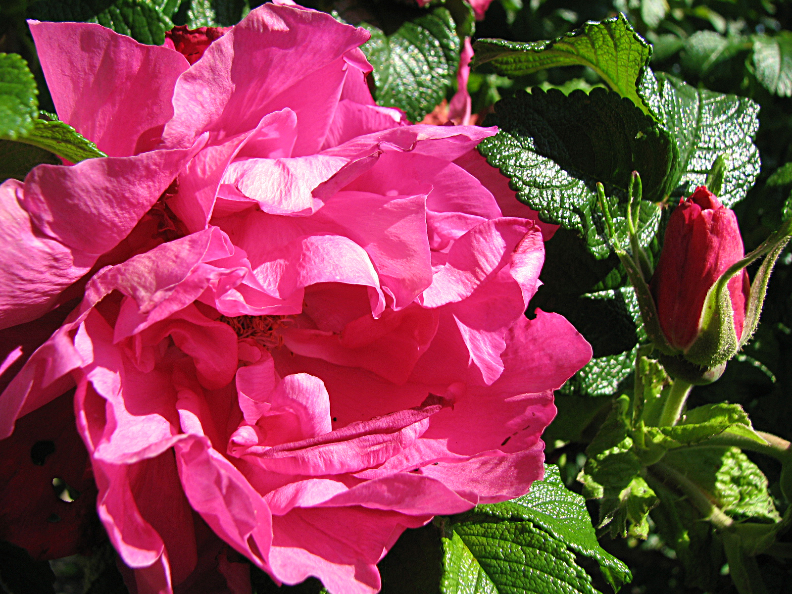Rosen, Kulturrosen