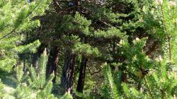 Österreichische Schwarzkiefer