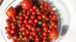 Tomate, Solanum lycopersicum