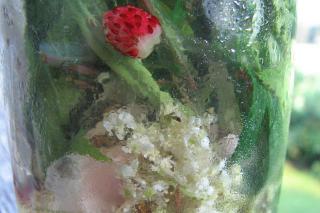 In ein Schraubglas füllen und im Kühlschrank 9 Stunden durchziehen lassen.