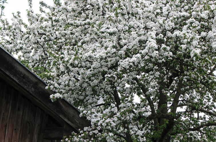 Blühender Apfelbaum, Malus domestica
