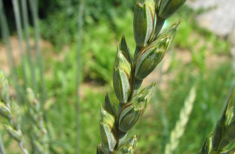 Dinkel, Triticum aestivum subsp. spelta