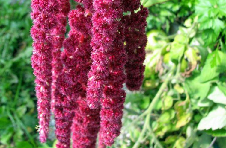 Garten-Fuchsschwanz (Amaranthus caudatus L.)