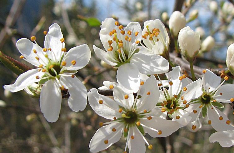 Kirschpflaume, Prunus cerasifera