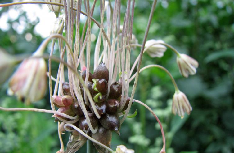 Kohllauch, Allium oleraceum