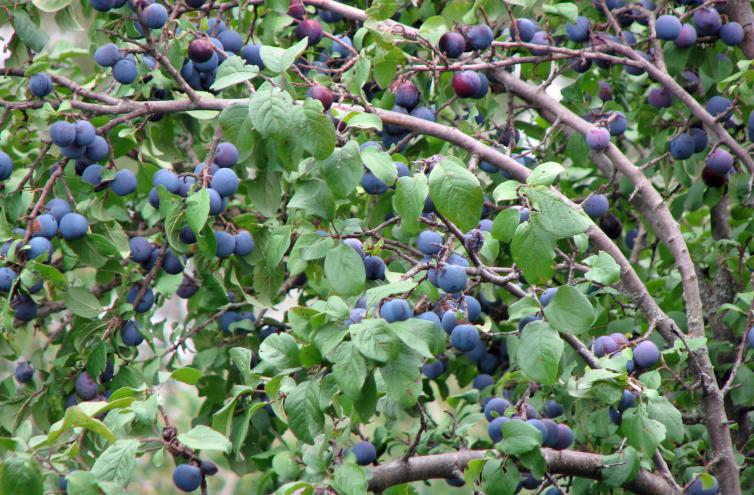 Pflaume, Prunus domestica