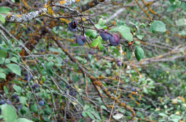 Pflaume, Prunus domestica