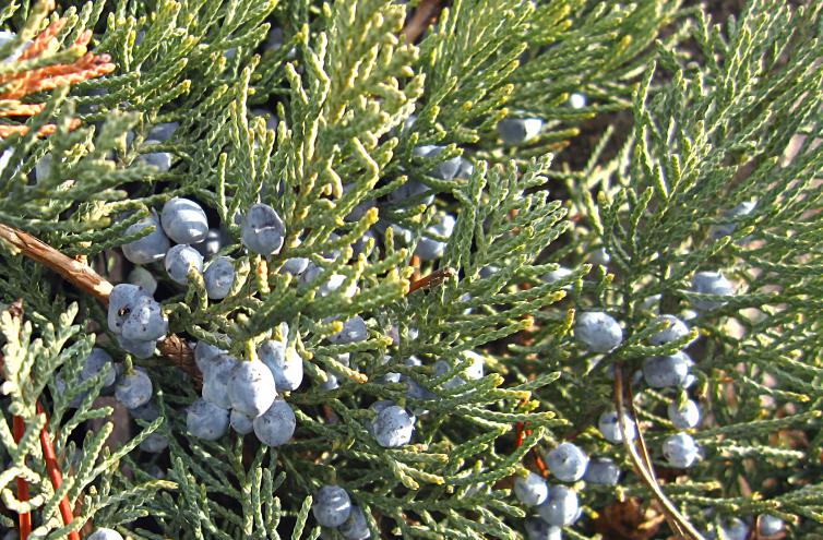 Sadebaum, Juniperus sabina