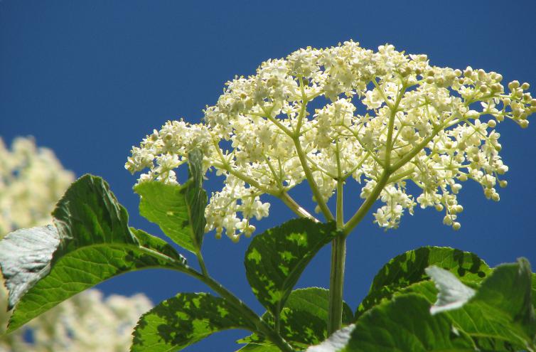 Holunderblüte