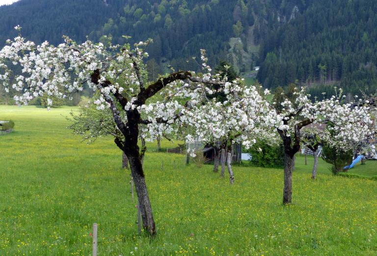 Danziger Kantapfel Baum Kaufen