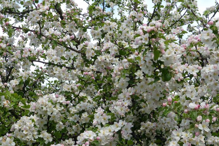 Apfelblüten, Malus domestica