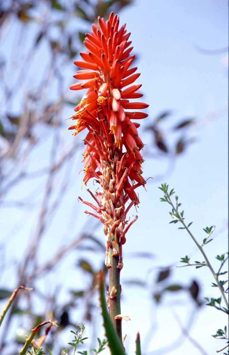 Aloe, Aloe succotrina