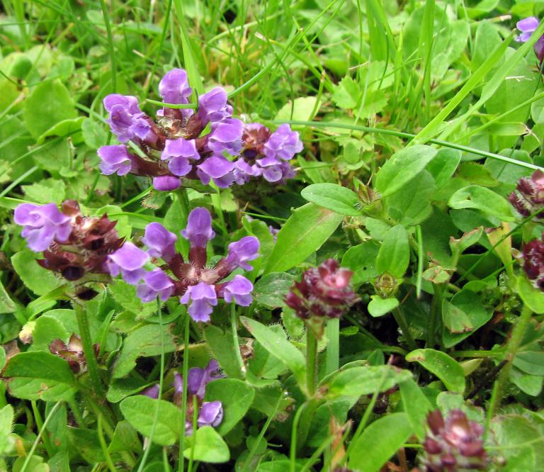 Kleine Braunelle, Prunella vulgaris