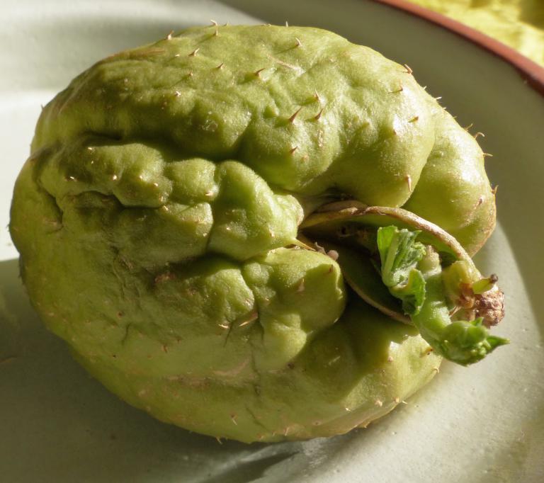 chayote