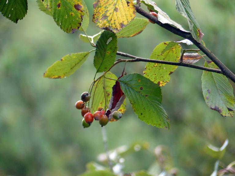 Mehlbeere, Sorbus aria