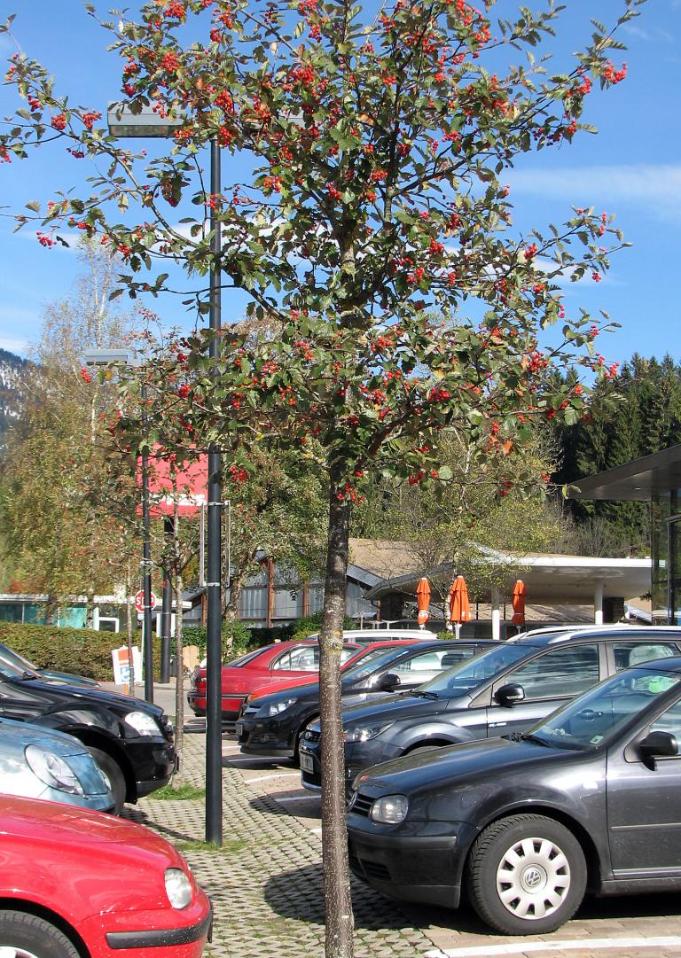 Schwedische Mehlbeere, Sorbus intermedia hybrida