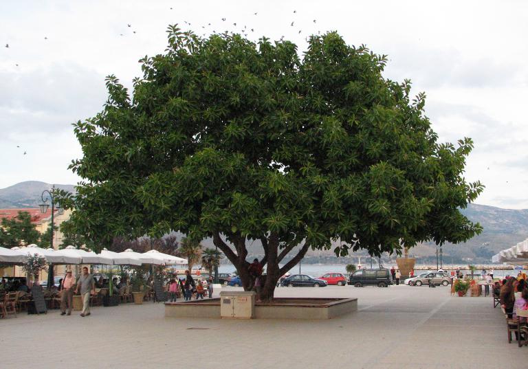 Gummibaum, Ficus elastica