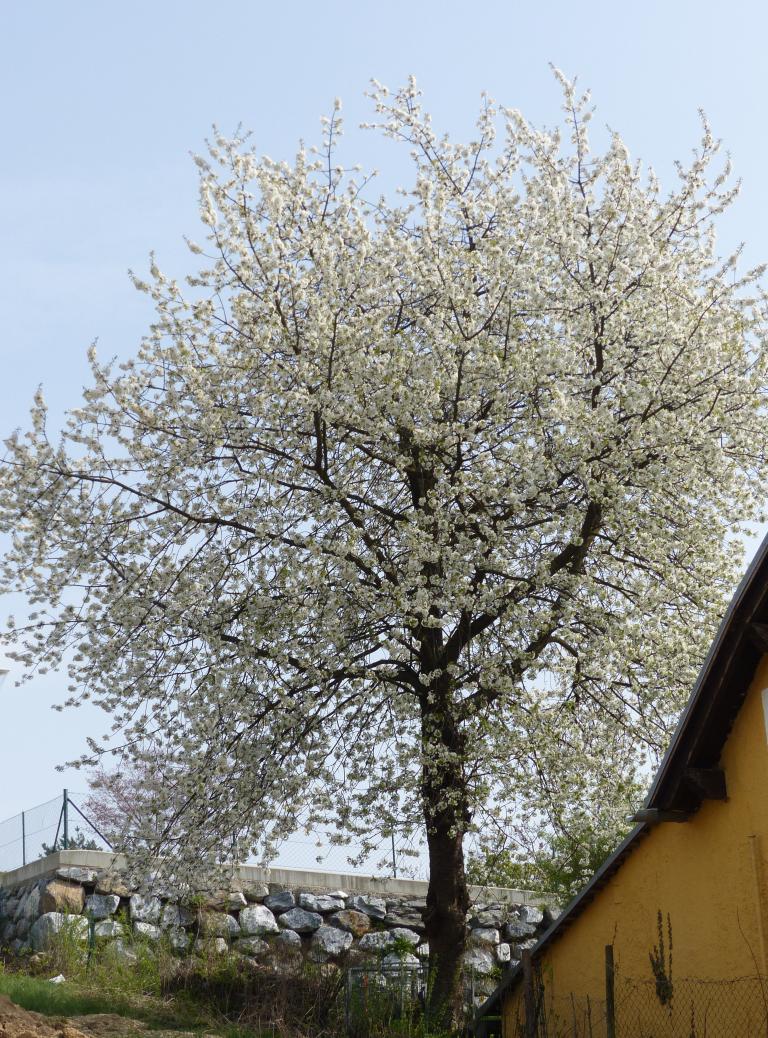 Süßkirsche, Prunus avium