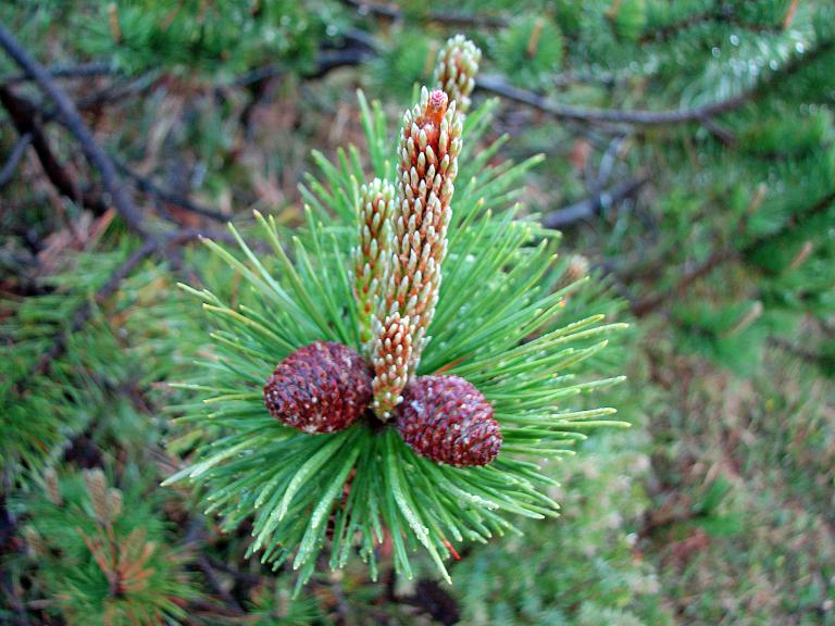 Latsche, Pinus mugo subsp. mugo