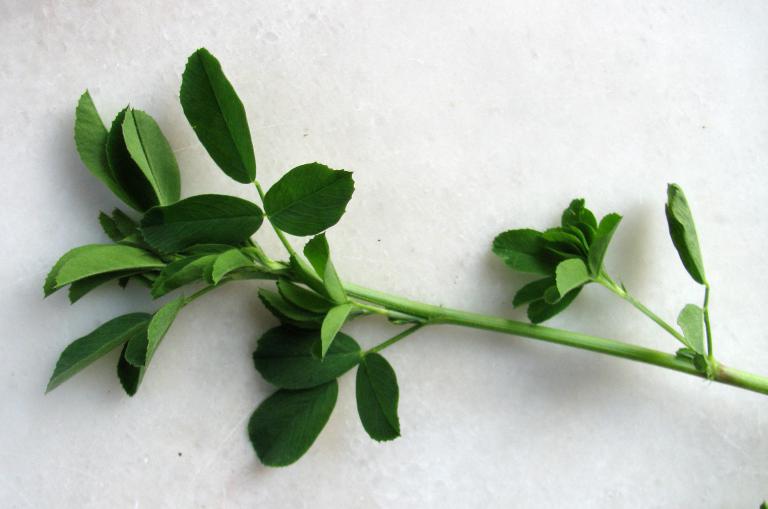 Luzerne Medicago Sativa