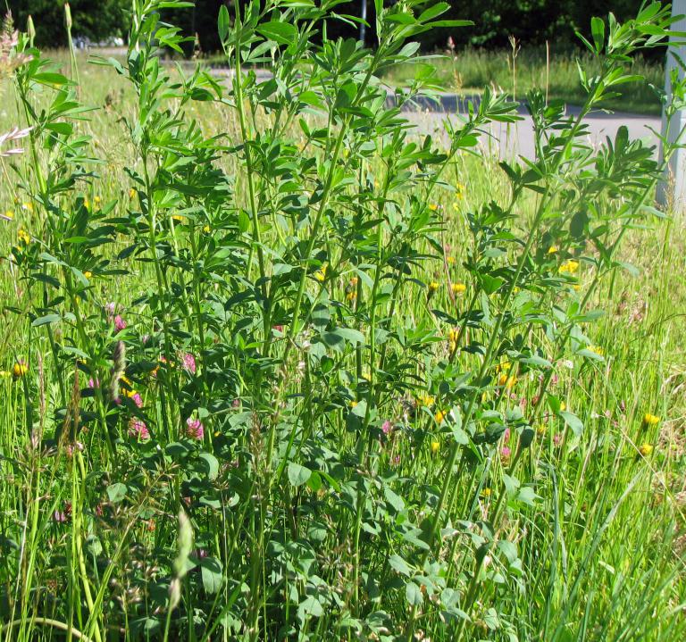 Luzerne Medicago Sativa