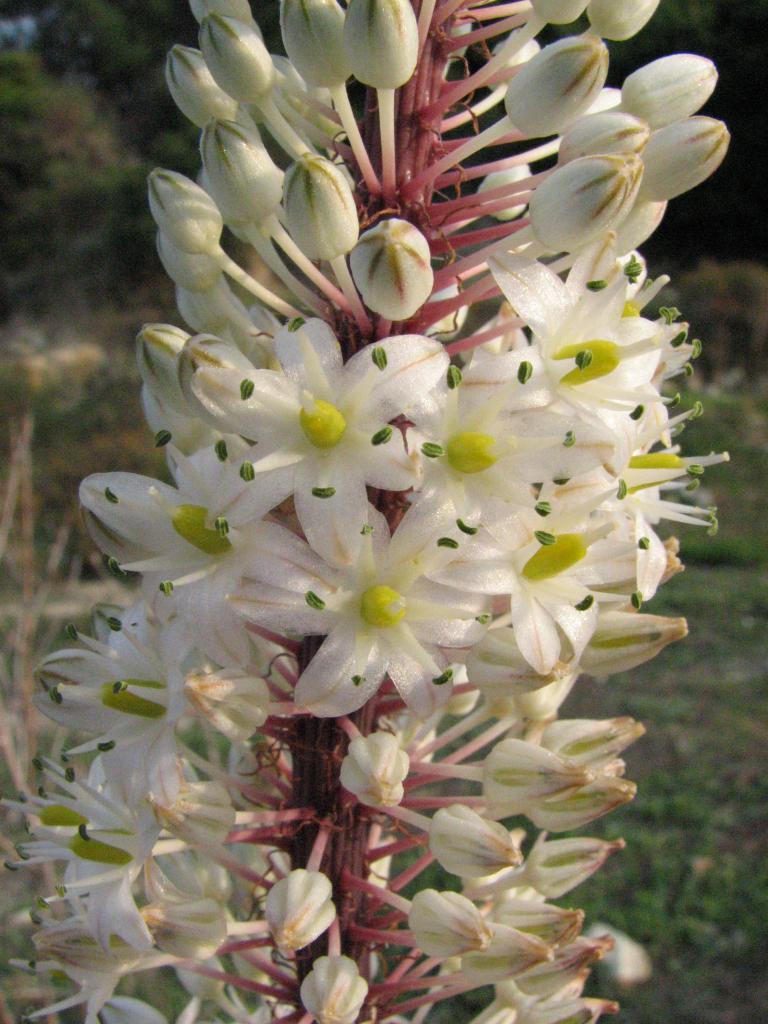 Meerzwiebel, Drimia maritima