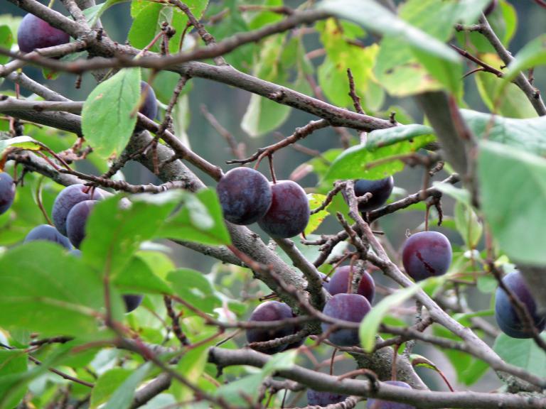 Pflaume, Prunus domestica