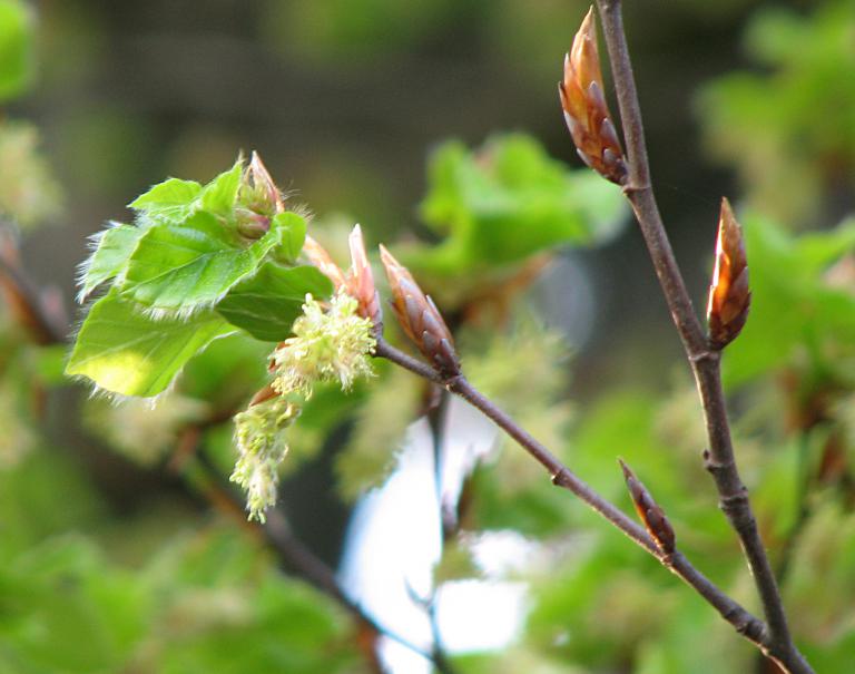 Rotbuche, Fagus sylvatica