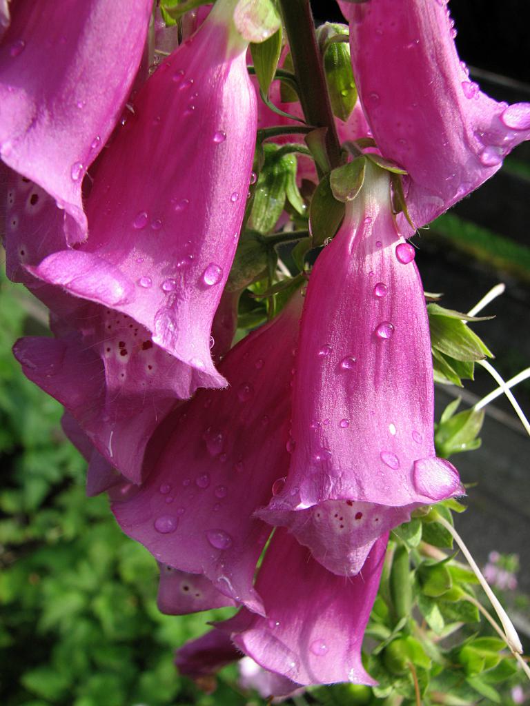 Roter Fingerhut, Digitalis purpurea