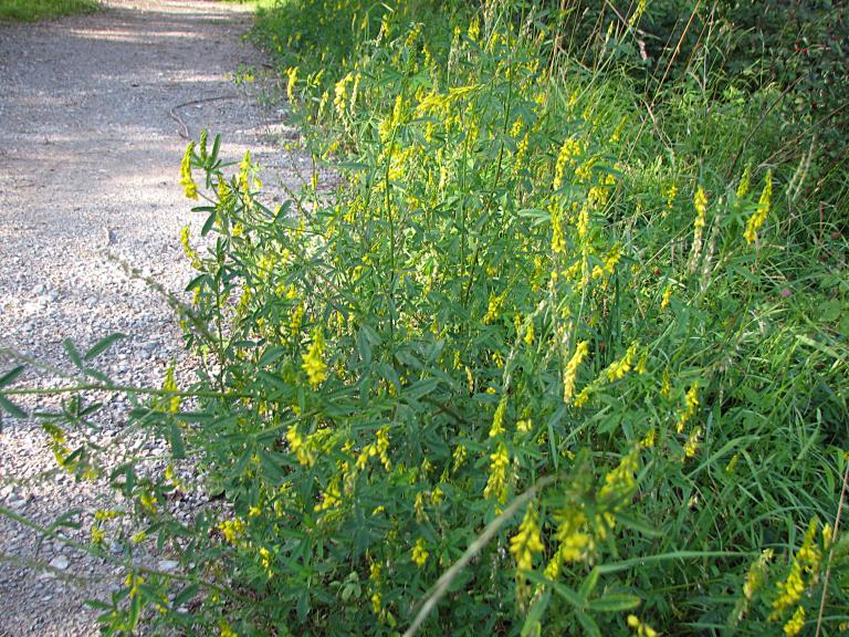 Echter Steinklee, Melilotus officinalis